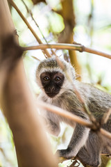 Adorable baby vervet monkey playing on a tree in the Amboseli national park (Kenya)