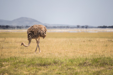 Ostrich grazing in the Amboseli national park (Kenya)