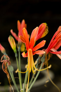 Closeup red eucrosia bicolor flower