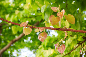 Bodhi or pho leaves and tree