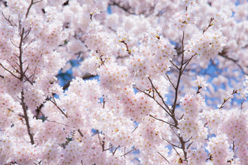 A cherry blossom in Japan called Sakura blooming on its branch in Spring