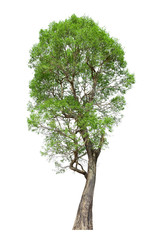 Tree isolated on white background