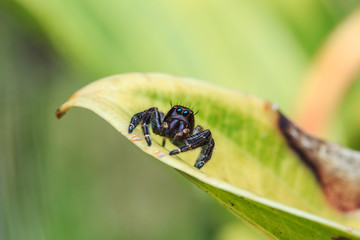 Fototapeta premium Jumping Spider / Jumping Spider with prey
