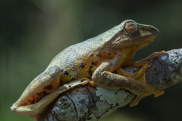 Tree Frog, Tree frog of Borneo, Tree frog on leaf