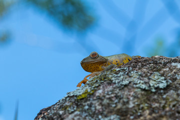 Tree Frog, Tree frog of Borneo, Tree frog on leaf