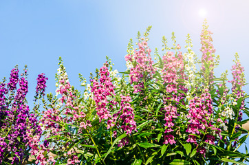 Closeup of beautiful purple, pink, and white flower ( Angelonia - Powered by Adobe