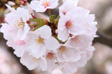 Close up of cherry blossom in Japan