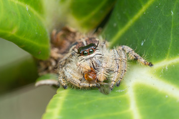 Jumping Spider / Jumping Spider with prey