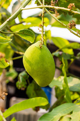 green mango on tree