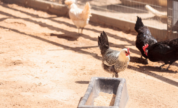 Black, buff, brown, and white chickens on a farm outside a chicken coop pecking and foraging for food.