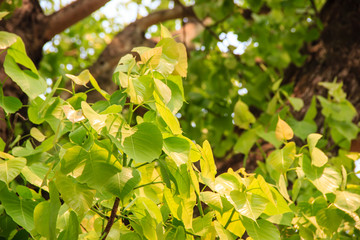 Fototapeta na wymiar Bodhi or pho leaves and tree