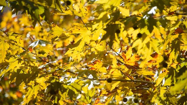 Yellow maple leaves moving on wind