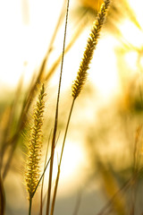 grass flower in sunlight selective focus with shallow depth of f