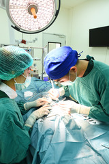 two veterinarian surgeons in operating room