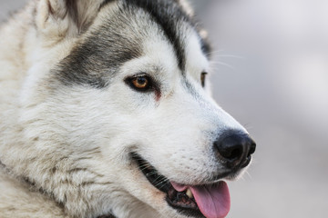 Photo of Fluffy Husky Dog Portrait. Syberian Husky Dog Portrait