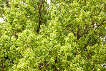Bodhi or pho leaves and tree