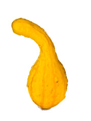 yellow gourd