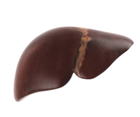 Human internal organs. Liver isolated on white