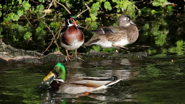 High definition movie of a pair of wood ducks preening themselves and resting on a log while some mallards swim by in a pond with water reflection 19s0x1080 hd