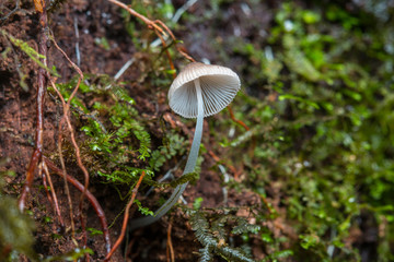 Close-Up of mushroom / mushrooms isolated on white background / mushrooms isolated on black background / fungi / Single Fungi