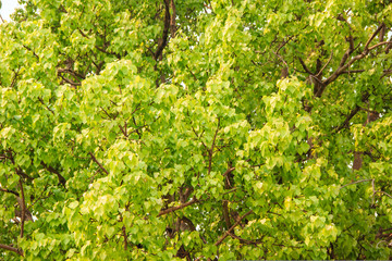 Fototapeta premium Bodhi or pho leaves and tree