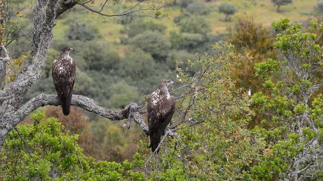 View on beautiful wild Bonelli's eagle couple on tree branch eating a rabbit
