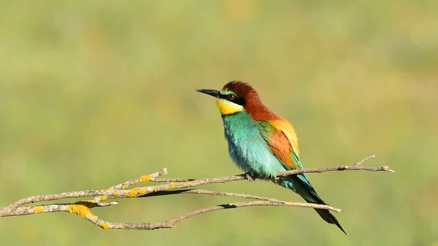 Colorful bright bee-eater on tree branch