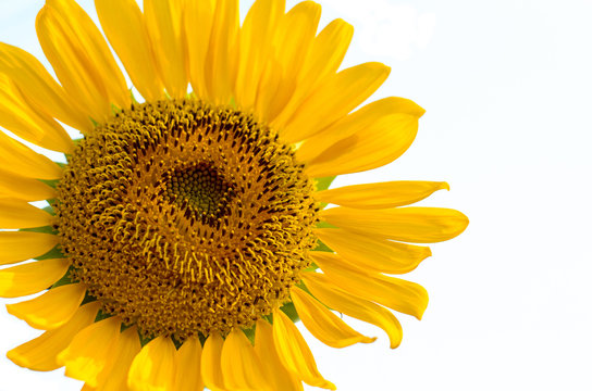 Pollen of Sunflower
