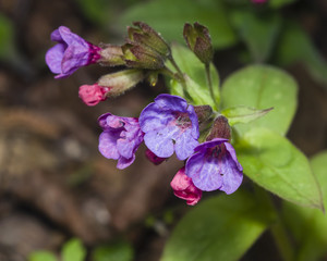 Pulmonaria or Lungwort with Pink and Blue Flowers macro on bokeh background, selective focus, shallow DOF