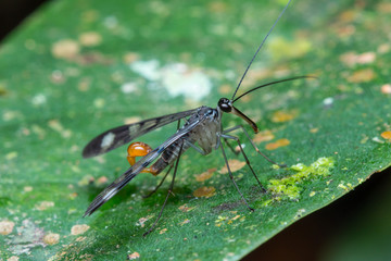 Male Scorpion Fly , Scorpion Fly