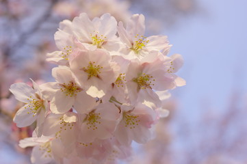 満開のソメイヨシノ（クローズアップ）