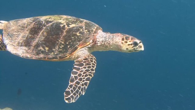 Увлекательные погружения с черепахами Бисса. Дайвинг на коралловых рифах Мальдивских островов.