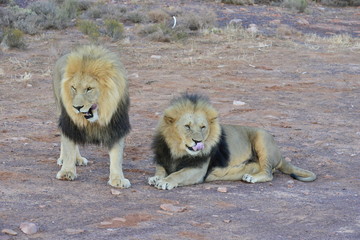 Naklejka na ściany i meble A pair of black maned lions at sunset in South Africa