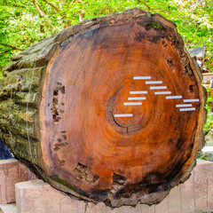 Trunk section of 1000-year old giant redwood tree. The markers indicate the years when tree rings...