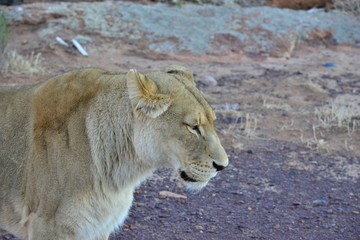 Fototapeta na wymiar A lioness at a Game Park in South Africa 