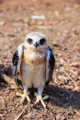 young falcon bird