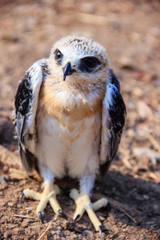 young falcon bird