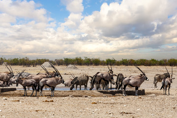 Oryx gazella and zebra in etosha