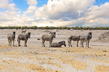 Fototapeta na wymiar Zebra in african savanna