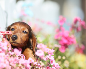 子犬と花