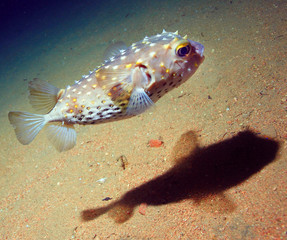 puffer fish bowl
