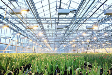 Plantation of tulips in a greenhouse Agribusiness