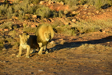 Lions mating ritual at sunrise at Western Cape, South Africa

