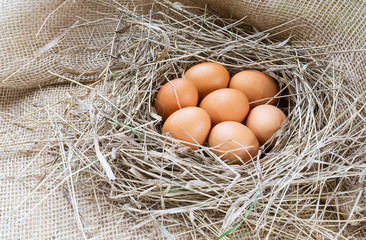 Brown eggs in hay