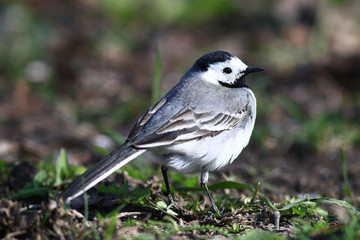 little bird Wagtail