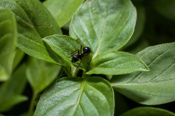 black ant