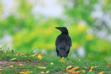 bird rook