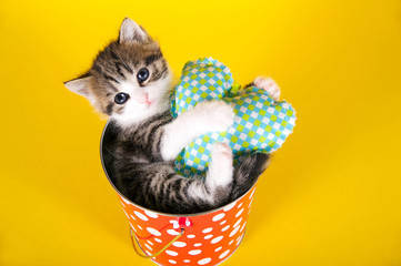 Kleines Kätzchen liegt in einem Eimer und kuschelt mit einem Stoffherz