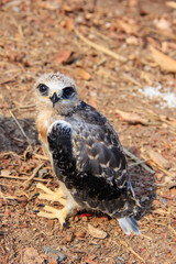 young falcon bird