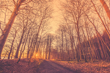 Fototapeta na wymiar Bare trees by a forest trail